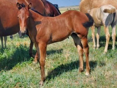 Paddys Gin Io JW <BR>AQHA 6370873